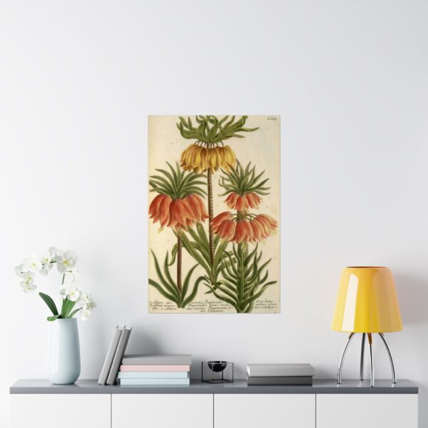 17607866680370245796_2048.jpeg Phytanthoza iconographia, Vol. 3, plate 662 - Johann Wilhelm Weinmann (1742) - Botanical Poster Print