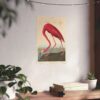 American Flamingo, Birds of America - John James Audubon (1838) - Natural History Poster Print