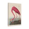 American Flamingo, Birds of America - John James Audubon (1838) - Natural History Canvas Print