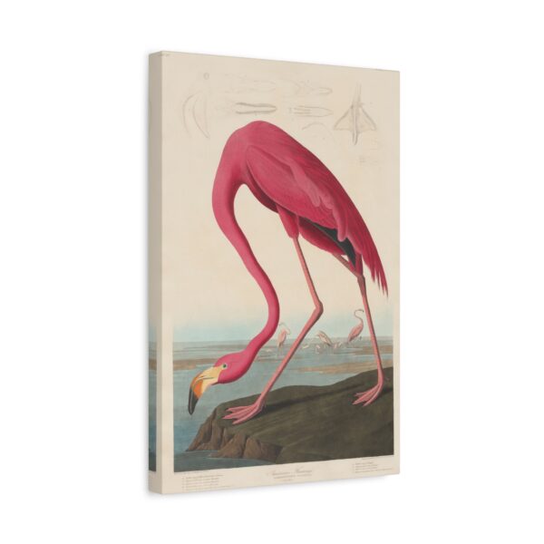 American Flamingo, Birds of America - John James Audubon (1838) - Natural History Canvas Print