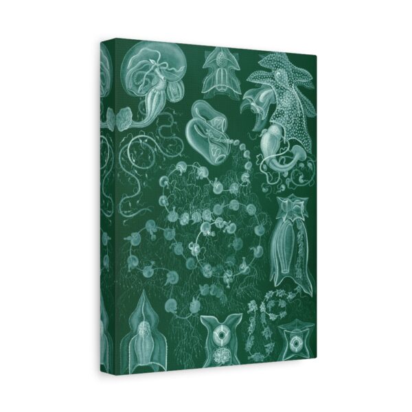 18179900092073821389_2048.jpeg Siphonophorae, Kunstformen der Natur, plate 77 - Ernst Haeckel (1904) - Natural History Canvas Print