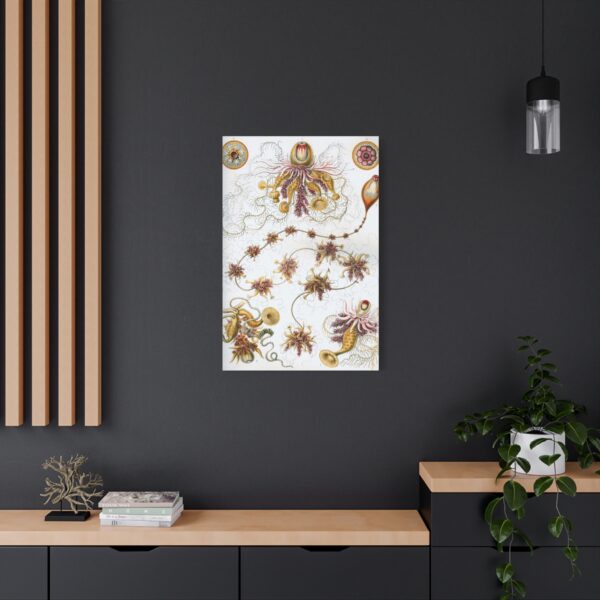 18364581848972862382_2048.jpeg Siphonophorae, Kunstformen der Natur, plate 7 - Ernst Haeckel (1904) - Natural History Canvas Print