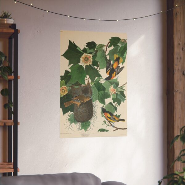 Baltimore Oriole, Birds of America - John James Audubon (1827) - Natural History Poster Print