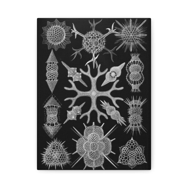1929183894176996379_2048.jpeg Spumellaria, Kunstformen der Natur, plate 91 - Ernst Haeckel (1904) - Natural History Canvas Print