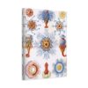 2018273800367889888_2048.jpeg Siphonophorae, Kunstformen der Natur, plate 17 - Ernst Haeckel (1904) - Natural History Canvas Print