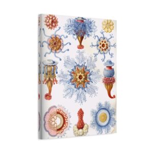 Siphonophorae, Kunstformen der Natur, plate 17 - Ernst Haeckel (1904) - Natural History Canvas Print