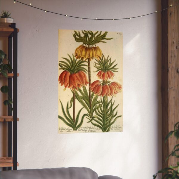 2060226764174599918_2048.jpeg Phytanthoza iconographia, Vol. 3, plate 662 - Johann Wilhelm Weinmann (1742) - Botanical Poster Print