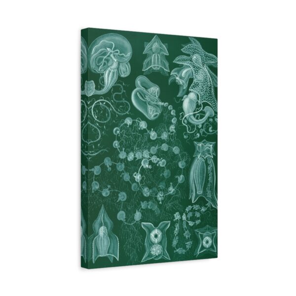 206554517439807839_2048.jpeg Siphonophorae, Kunstformen der Natur, plate 77 - Ernst Haeckel (1904) - Natural History Canvas Print
