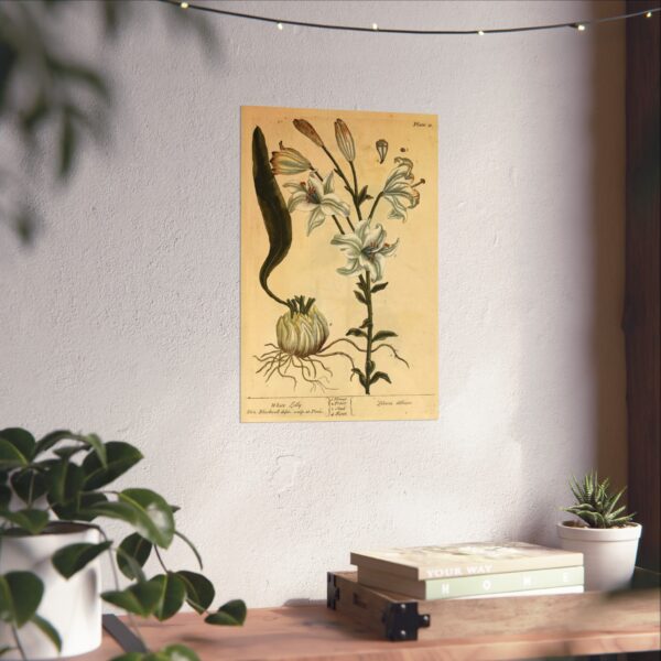 White Lilly (Lilium album), A Curious Herbal - Elizabeth Blackwell (1737) - Botanical Poster Print