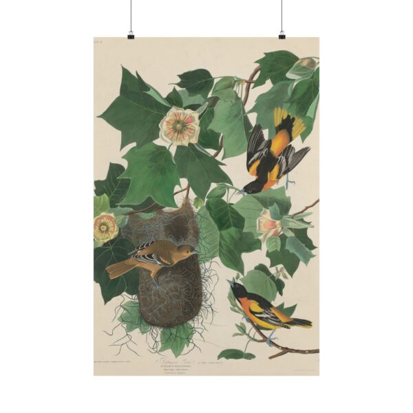 Baltimore Oriole, Birds of America - John James Audubon (1827) - Natural History Poster Print