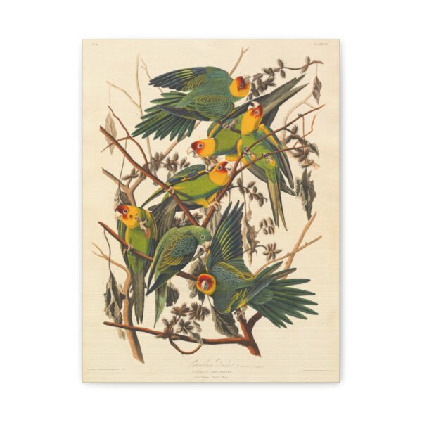 Carolina Parakeet, Birds of America - John James Audubon (1828) - Natural History Canvas Print