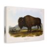 Bos Americanus, American Bison or Buffalo, plate 56 - John James Audubon (1845) - Natural History Canvas Print