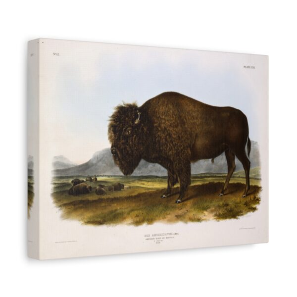 Bos Americanus, American Bison or Buffalo, plate 56 - John James Audubon (1845) - Natural History Canvas Print