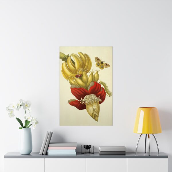 2588337585313556777_2048.jpeg Banana Flower and Fruit, Metamorphosis Insectorum Surinamensium - Maria Sibylla Merian (1705) - Botanical Poster Print