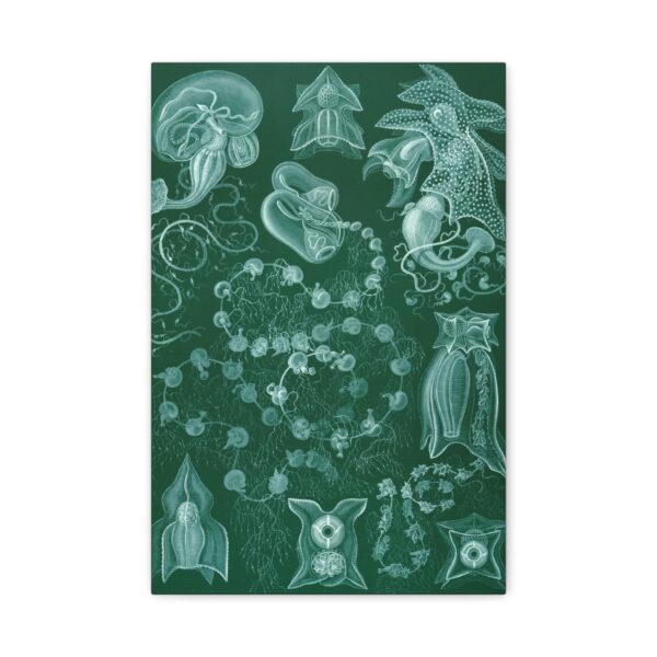 2589326145362599857_2048.jpeg Siphonophorae, Kunstformen der Natur, plate 77 - Ernst Haeckel (1904) - Natural History Canvas Print