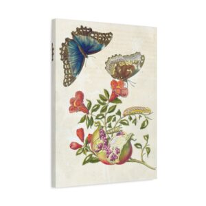 Metamorphosis Insectorum Surinamensium, plate 9 - Maria Sibylla Merian (1705) - Natural History Canvas Print