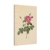3063336220831803376_2048.jpeg Cabbage Rose (Rosa Centifolia Simplex) - Pierre-Joseph Redouté (c. 1817-24) - Botanical Canvas Print
