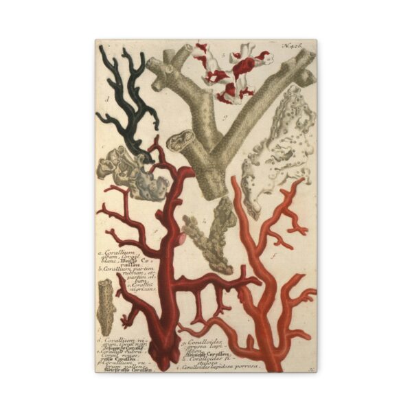 3363297482988684608_2048.jpeg Phytanthoza iconographia, Vol. 2, plate 426 - Johann Wilhelm Weinmann (1739) - Natural History Canvas Print