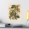 3408620656086829721_2048.jpeg Carolina Parakeet, Birds of America - John James Audubon (1828) - Natural History Poster Print