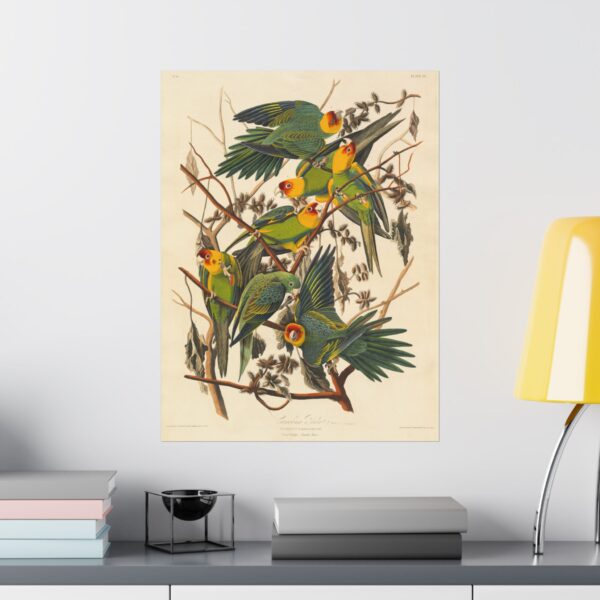 3408620656086829721_2048.jpeg Carolina Parakeet, Birds of America - John James Audubon (1828) - Natural History Poster Print