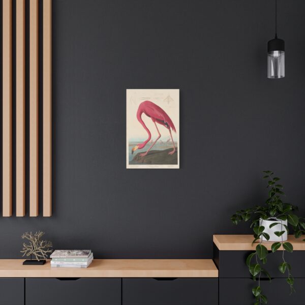 American Flamingo, Birds of America - John James Audubon (1838) - Natural History Canvas Print