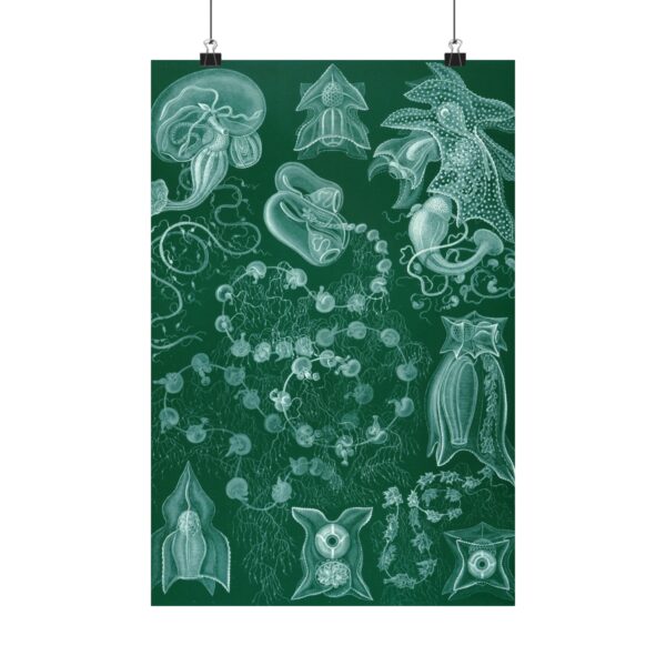 Siphonophorae, Kunstformen der Natur, plate 77 - Ernst Haeckel (1904) - Natural History Poster Print