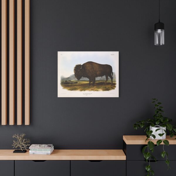 Bos Americanus, American Bison or Buffalo, plate 56 - John James Audubon (1845) - Natural History Canvas Print