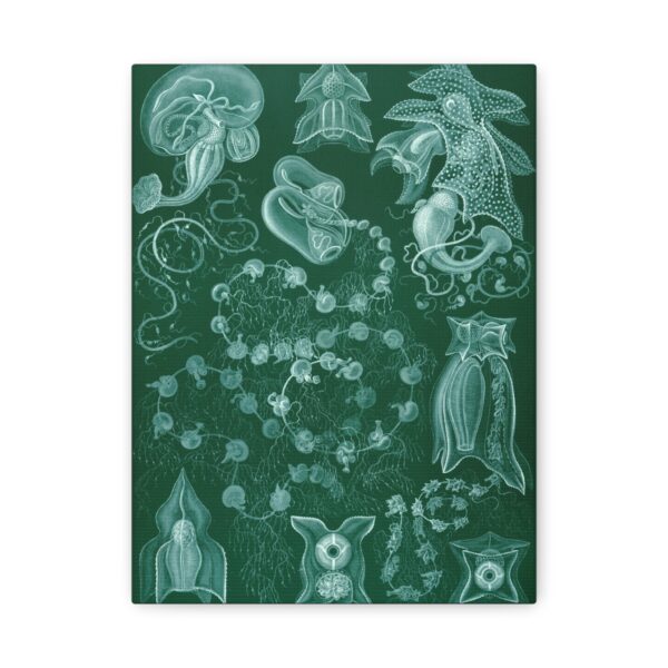3536364314188287191_2048.jpeg Siphonophorae, Kunstformen der Natur, plate 77 - Ernst Haeckel (1904) - Natural History Canvas Print