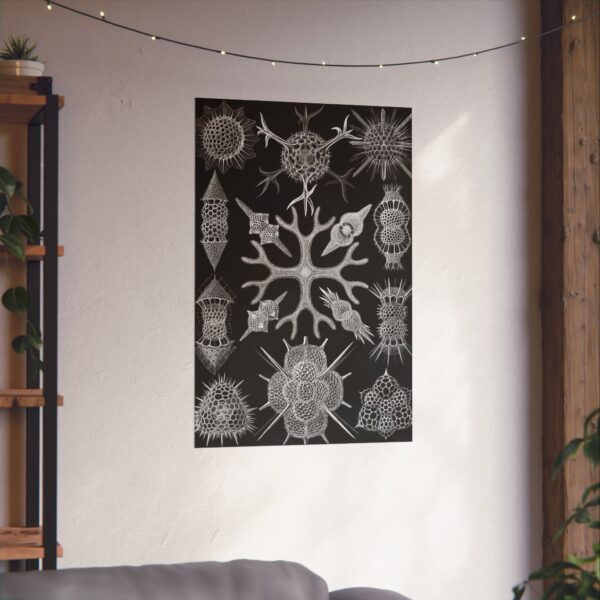 3577660381882949159_2048.jpeg Spumellaria, Kunstformen der Natur, plate 91 - Ernst Haeckel (1904) - Natural History Poster Print