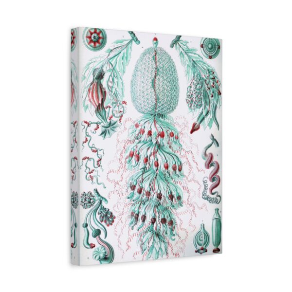 3694673724947292690_2048.jpeg Siphonophorae, Kunstformen der Natur, plate 59 - Ernst Haeckel (1904) - Natural History Canvas Print