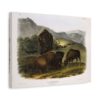 Bos Americanus, American Bison or Buffalo, plate 57 - John James Audubon (1845) - Natural History Canvas Print