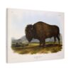 Bos Americanus, American Bison or Buffalo, plate 56 - John James Audubon (1845) - Natural History Canvas Print