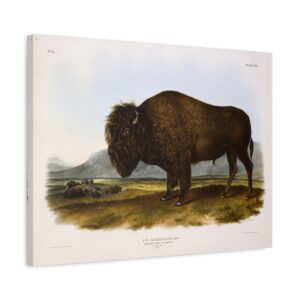 Bos Americanus, American Bison or Buffalo, plate 56 - John James Audubon (1845) - Natural History Canvas Print