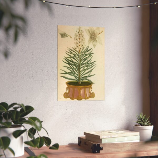 4038719601419319649_2048.jpeg Phytanthoza iconographia, Vol. 1, plate 52 - Johann Wilhelm Weinmann (1737) - Botanical Poster Print