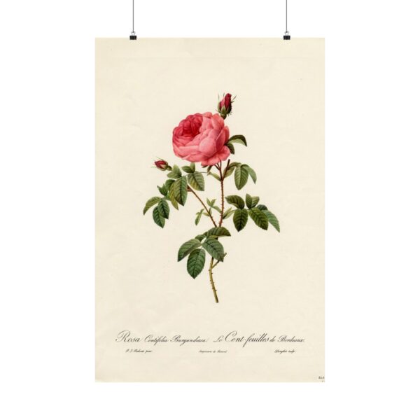 Rosa Centifolia Burgundiaca (le Cent-feuilles de Bordeaux) - Pierre-Joseph Redouté (c. 1817-24) - Botanical Poster Print