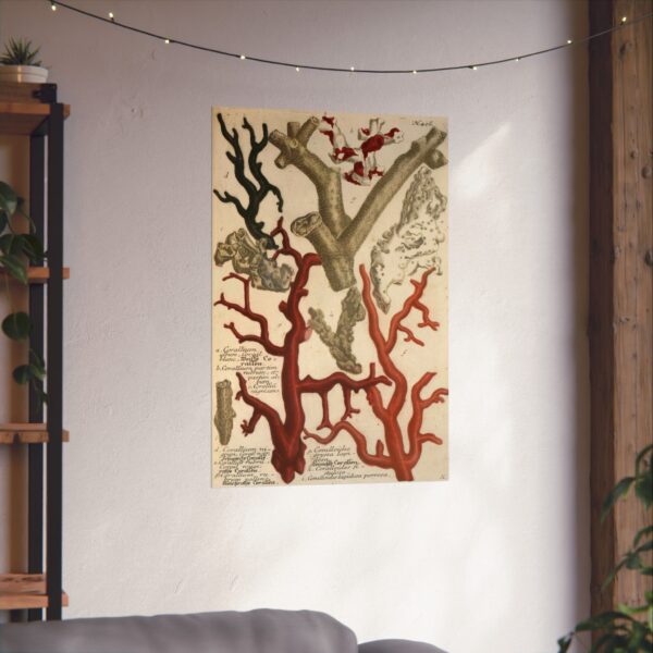 4439719631966632588_2048.jpeg Phytanthoza iconographia, Vol. 2, plate 426 - Johann Wilhelm Weinmann (1739) - Natural History Poster Print