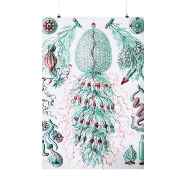 Siphonophorae, Kunstformen der Natur, plate 59 - Ernst Haeckel (1904) - Natural History Poster Print