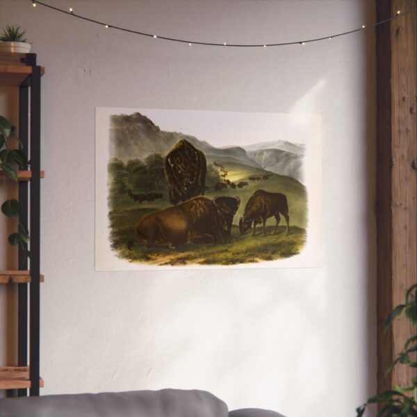 Bos Americanus, American Bison or Buffalo, plate 57 - John James Audubon (1845) - Natural History Poster Print
