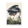 4647946105811528056_2048.jpeg Great Blue Heron, Birds of America - John James Audubon (1834) - Natural History Canvas Print