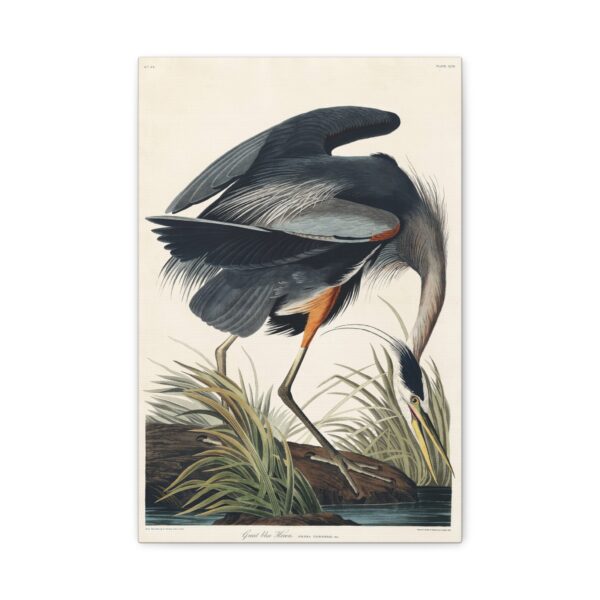 4647946105811528056_2048.jpeg Great Blue Heron, Birds of America - John James Audubon (1834) - Natural History Canvas Print