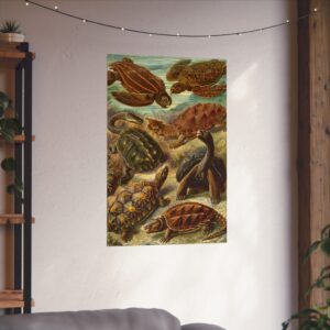 Sea Turtles & Tortoises (Chelonia), Kunstformen der Natur - Ernst Haeckel (1904) - Natural History Poster Print