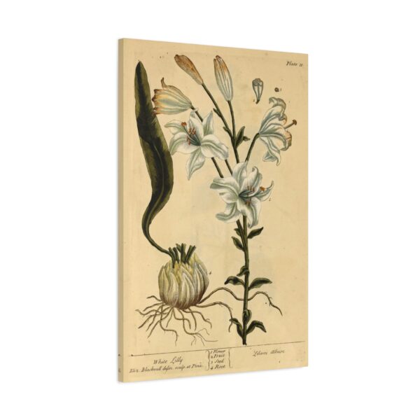 White Lilly (Lilium album), A Curious Herbal - Elizabeth Blackwell (1737) - Botanical Canvas Print