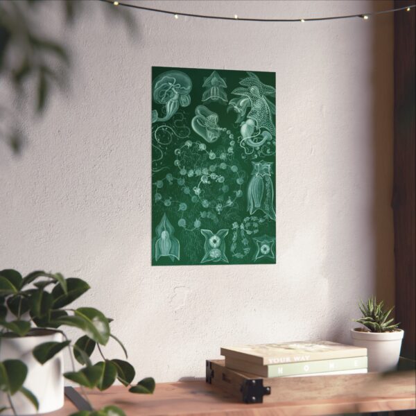 Siphonophorae, Kunstformen der Natur, plate 77 - Ernst Haeckel (1904) - Natural History Poster Print