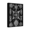 4983303118555338657_2048.jpeg Spumellaria, Kunstformen der Natur, plate 91 - Ernst Haeckel (1904) - Natural History Canvas Print