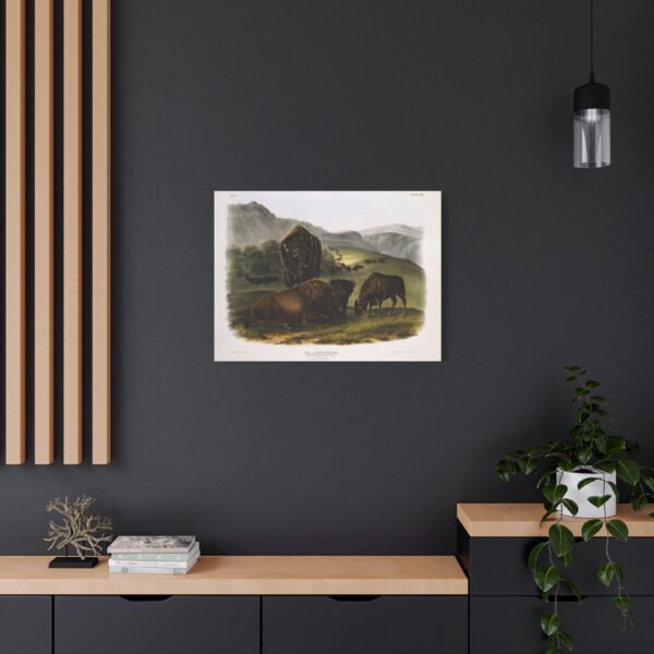 Bos Americanus, American Bison or Buffalo, plate 57 - John James Audubon (1845) - Natural History Canvas Print