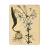 White Lilly (Lilium album), A Curious Herbal - Elizabeth Blackwell (1737) - Botanical Canvas Print