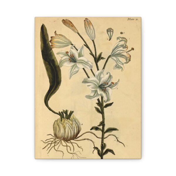 White Lilly (Lilium album), A Curious Herbal - Elizabeth Blackwell (1737) - Botanical Canvas Print