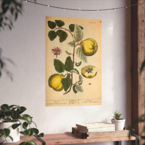 5178133102791740833_2048.jpeg Quinces (Cydonea, or Mala cotonea major), A Curious Herbal - Elizabeth Blackwell (1737) - Botanical Poster Print