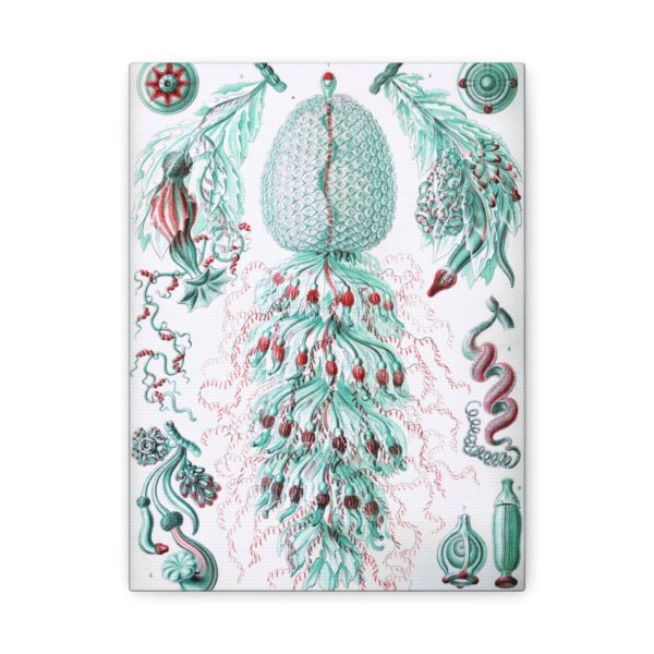 5367322503633091850_2048.jpeg Siphonophorae, Kunstformen der Natur, plate 59 - Ernst Haeckel (1904) - Natural History Canvas Print