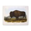 Bos Americanus, American Bison or Buffalo, plate 56 - John James Audubon (1845) - Natural History Canvas Print
